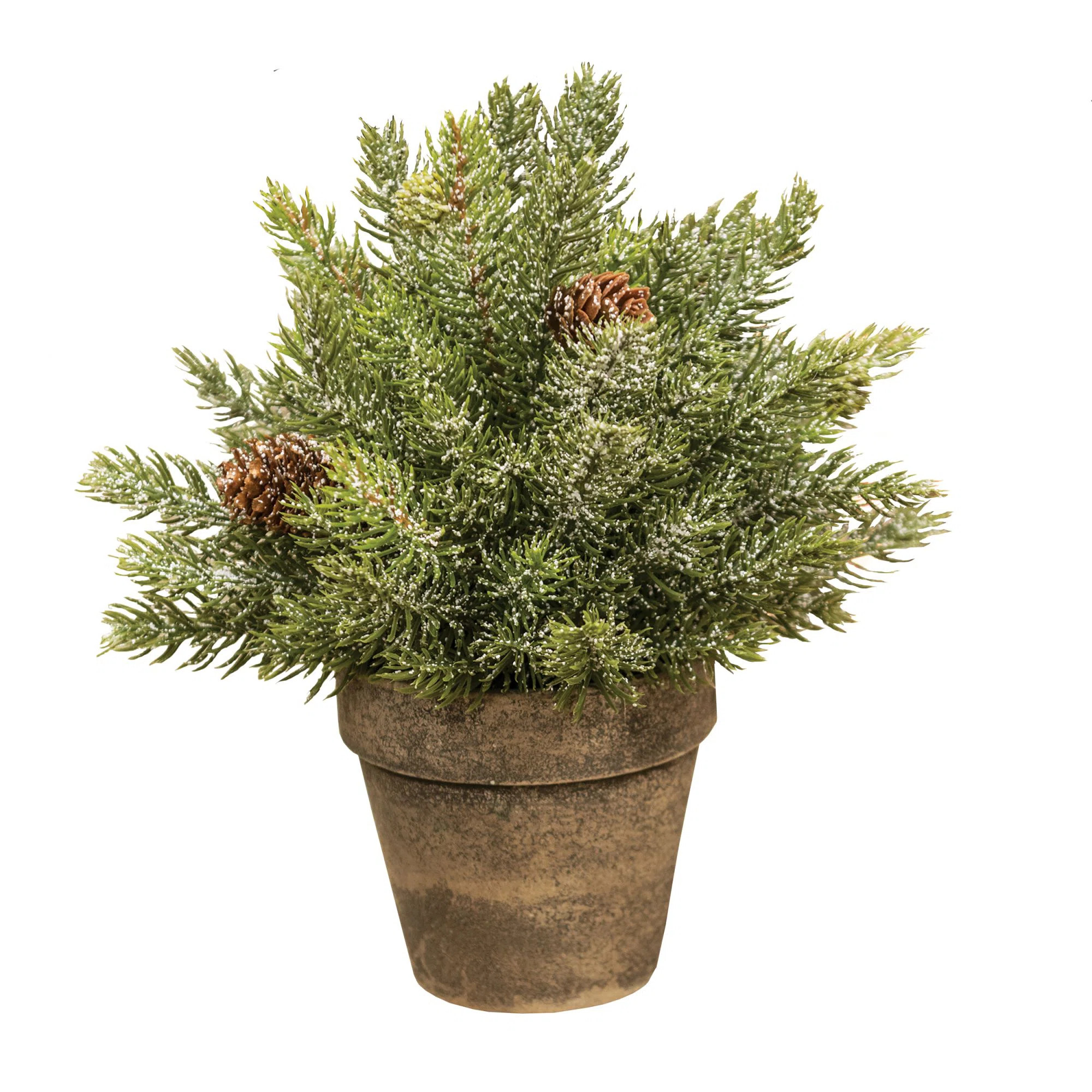 Spruce Arrangement in Pot | Wayfair North America