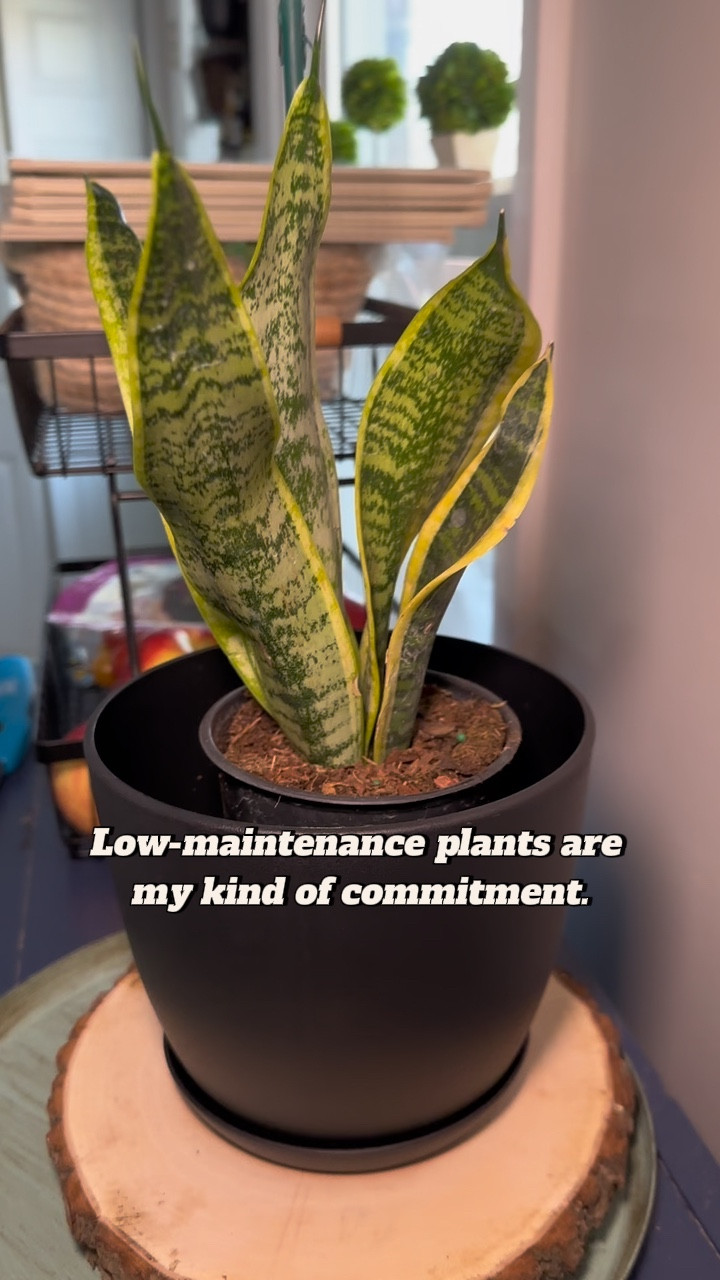 Officially in my plant girl era 🌱 the first of many! 

#LTKHome