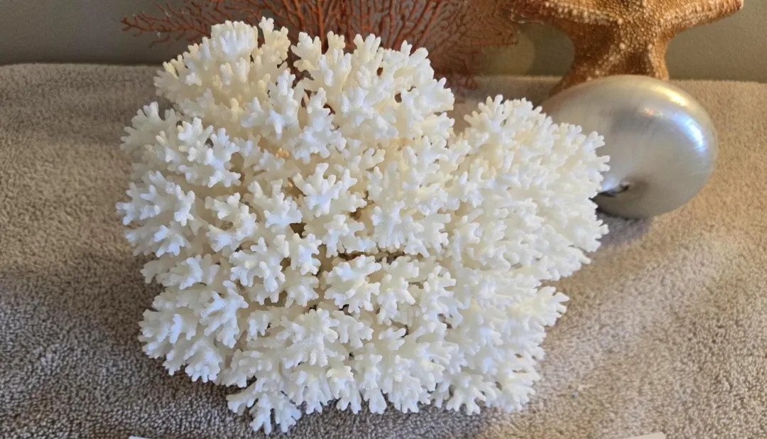 Real Large Natural White Full Coral Tree off White Finger Like Coral Reef Large Approx. 3 to 8" L... | Etsy (US)