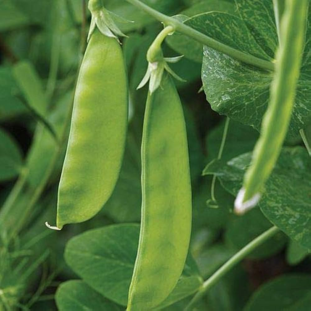 Simply Garden Pea Oregon Sugar Pod Seeds Grow Your Own Peas Vegetable Seeds | Amazon (UK)