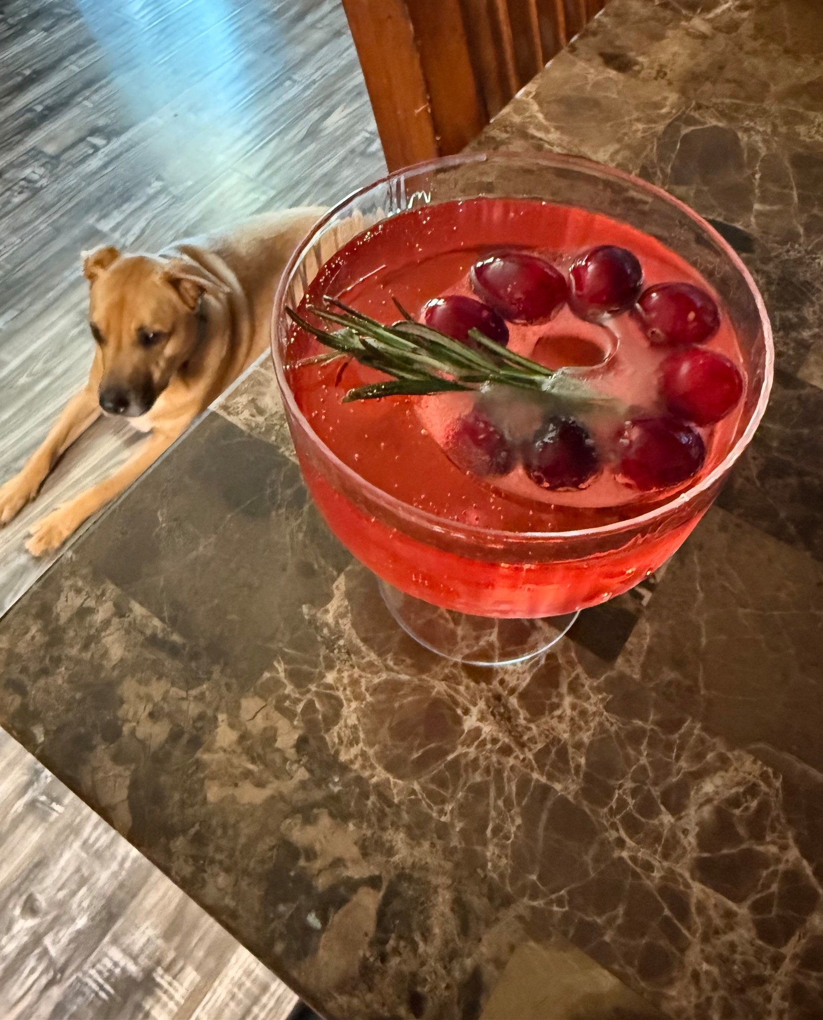 Poinsettia drink feat Niko❤️🐾🎁🥂🍾

#LTKHoliday #LTKHome #LTKSeasonal