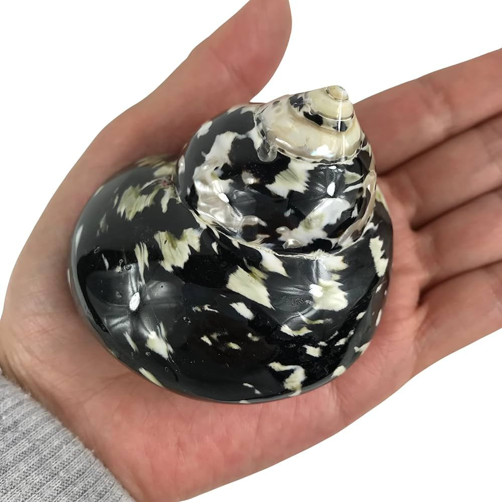 MMvloesy 1PC Black Polished Magpie Turbo Sea Shell, Hermit Crab Shells for DIY Beach Theme Party ... | Amazon (US)