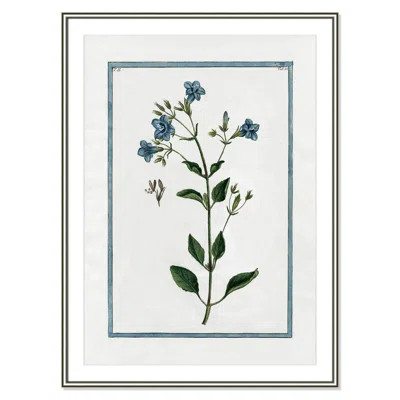 Shabby Elegance Botanical II - Framed Art | Wayfair North America