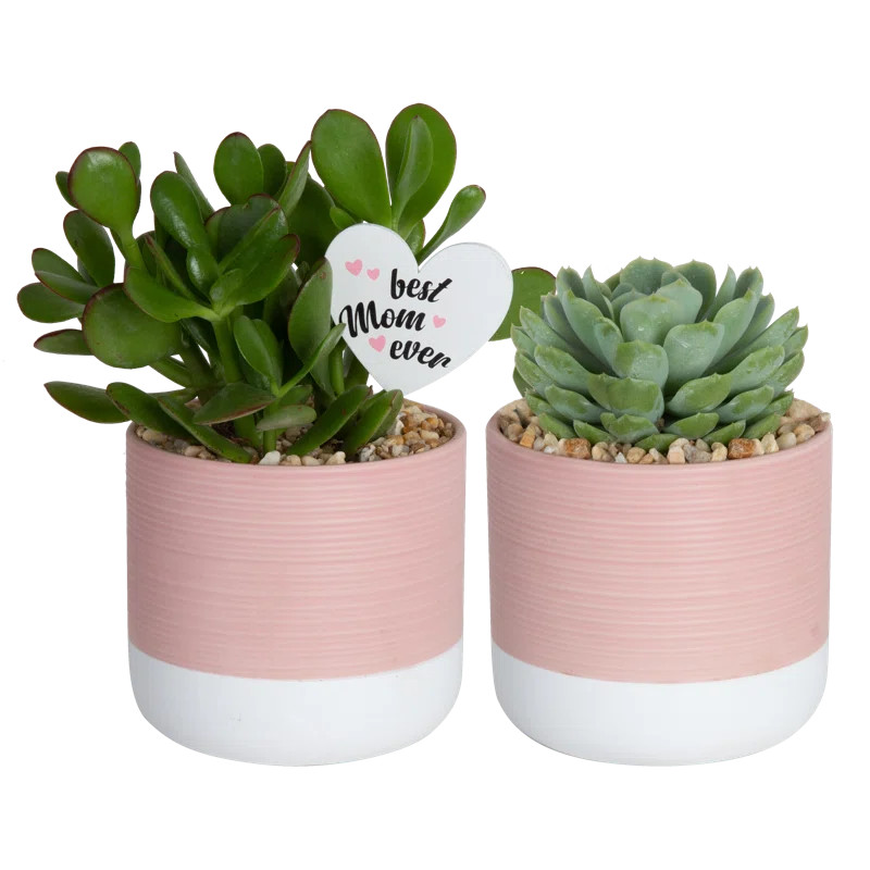 Costa Farms 2 Low Maintenance Pet Friendly 4.5'' Succulent Plant Desktop Plant in a Ceramic Plant... | Wayfair North America