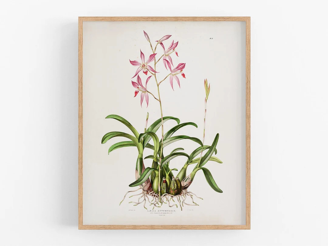 Pink Orchid Flower Botanical Print / Vintage Print / Botanical Print / Art Print / Orchid Print /... | Etsy (US)