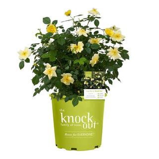 3.0 Gal. Easy Beezy  Rose Bush with Fragrant Yellow Flowers 1 Each | The Home Depot
