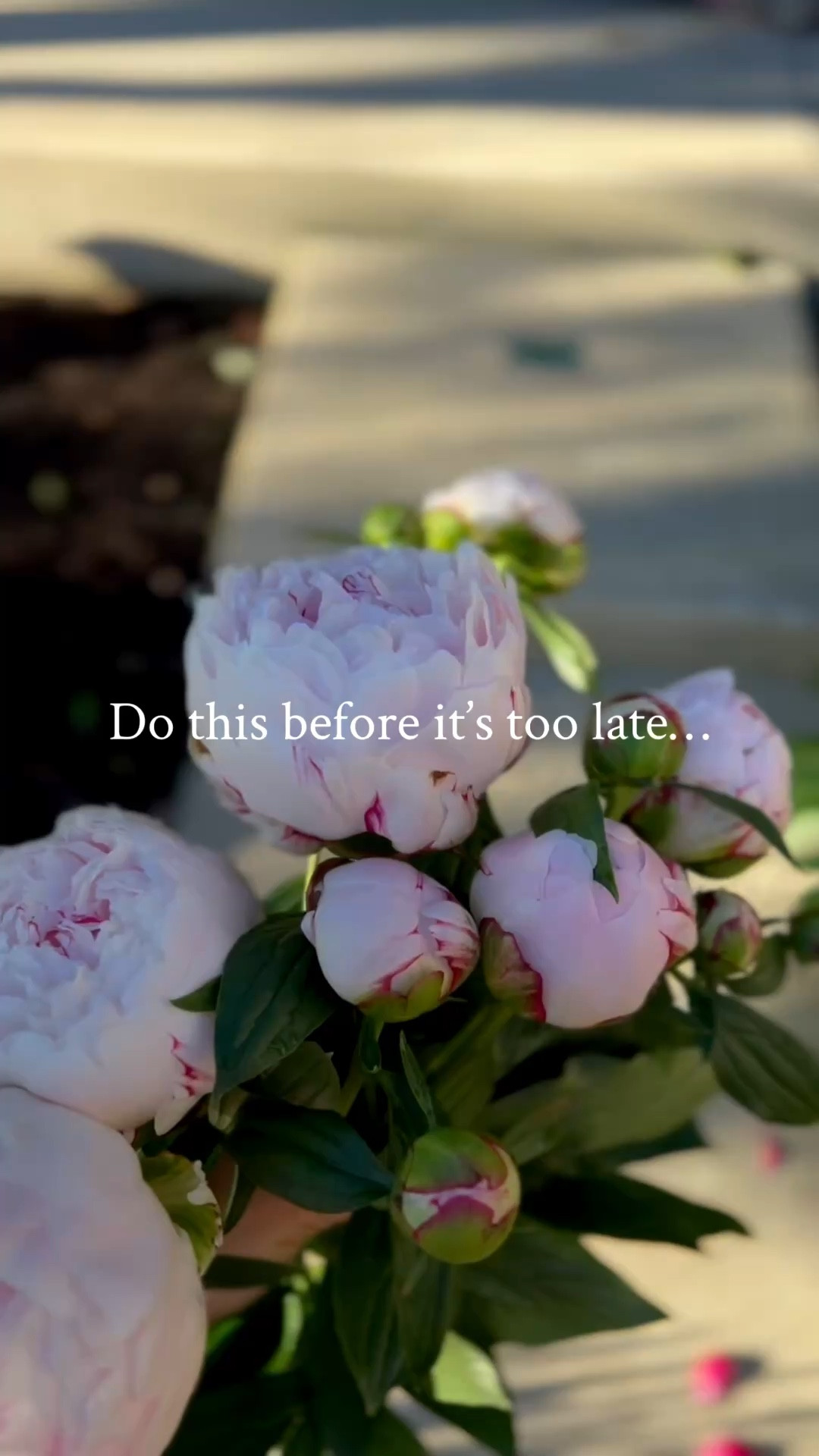 My peonies are tall and floppy and need all the support they can get! I like to use these support cages while they’re just about to grow. I also use them in my veggie garden for my tomatoes and any other plants that require support.

#LTKSaleAlert #LTKHome #LTKSeasonal