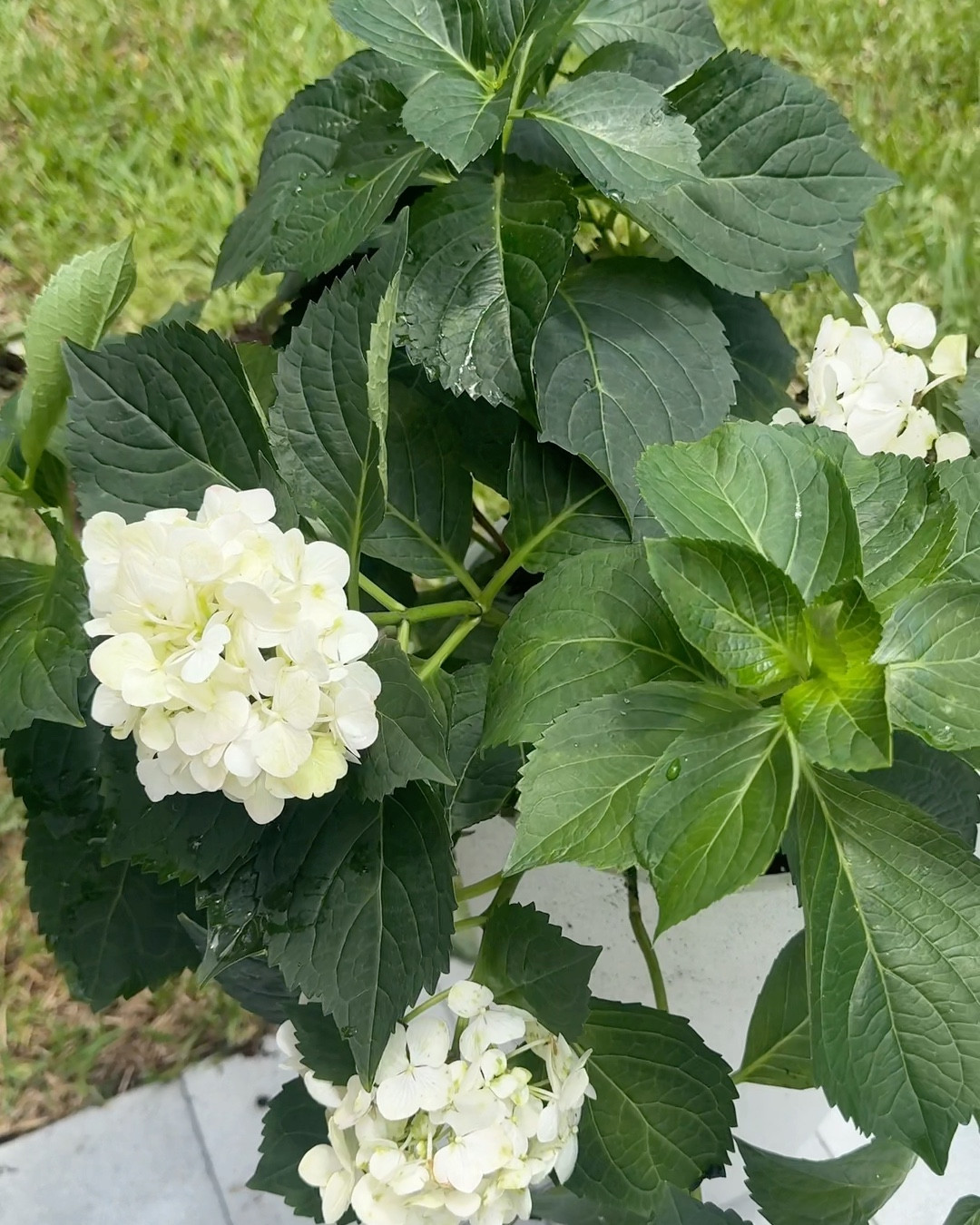 Hydrangea Plants 🪴 #outdoorplanter 
#plants #garden #flowers

#LTKHome #LTKU #LTKSeasonal