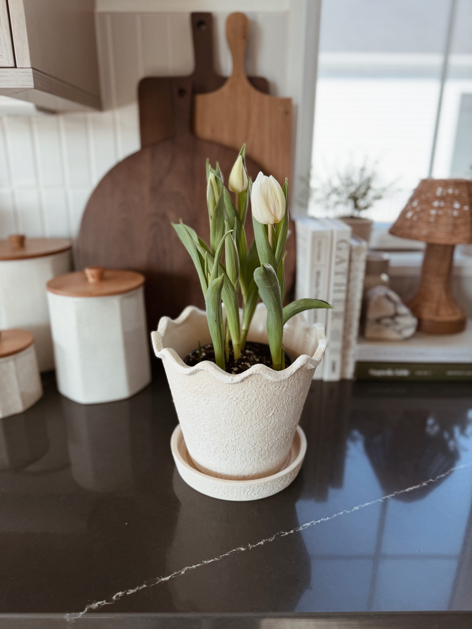 Am I obsessed with this scalloped Walmart planter? Yes, yes I am. And our tulips are blooming!

#LTKSeasonal #LTKHome