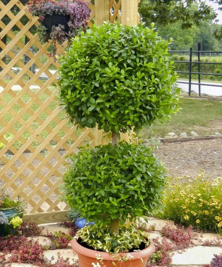Live Double Sphere Eugenia Topiary Plant | Zulily