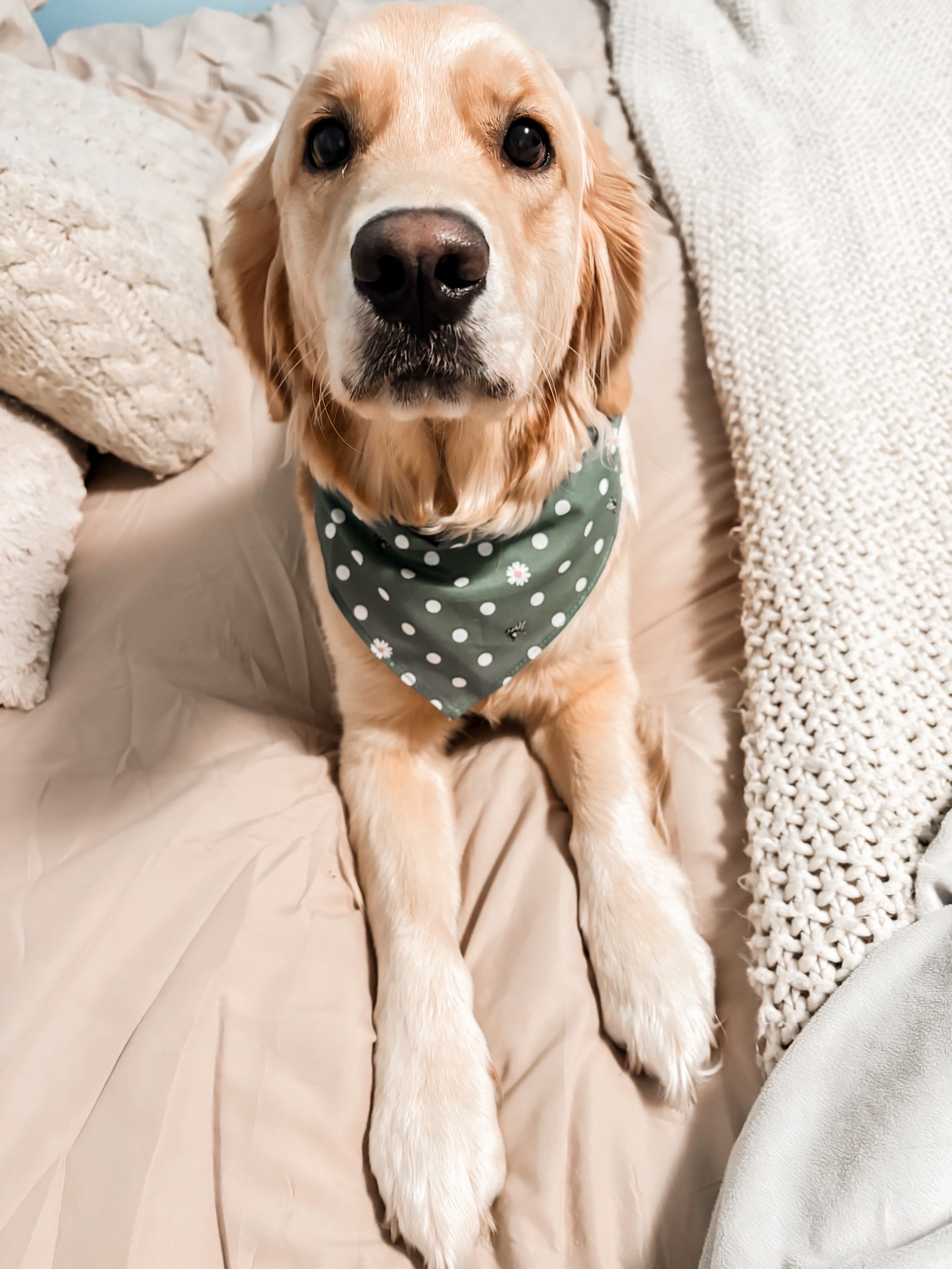 Because your lil bff loves to accessorize just as much as you do. 

#LTKPets #LTKHome #LTKSeasonal