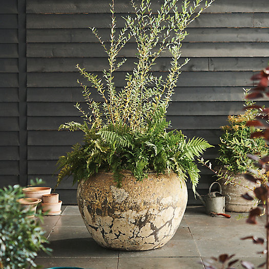 Barnacle Olla Pot | Terrain