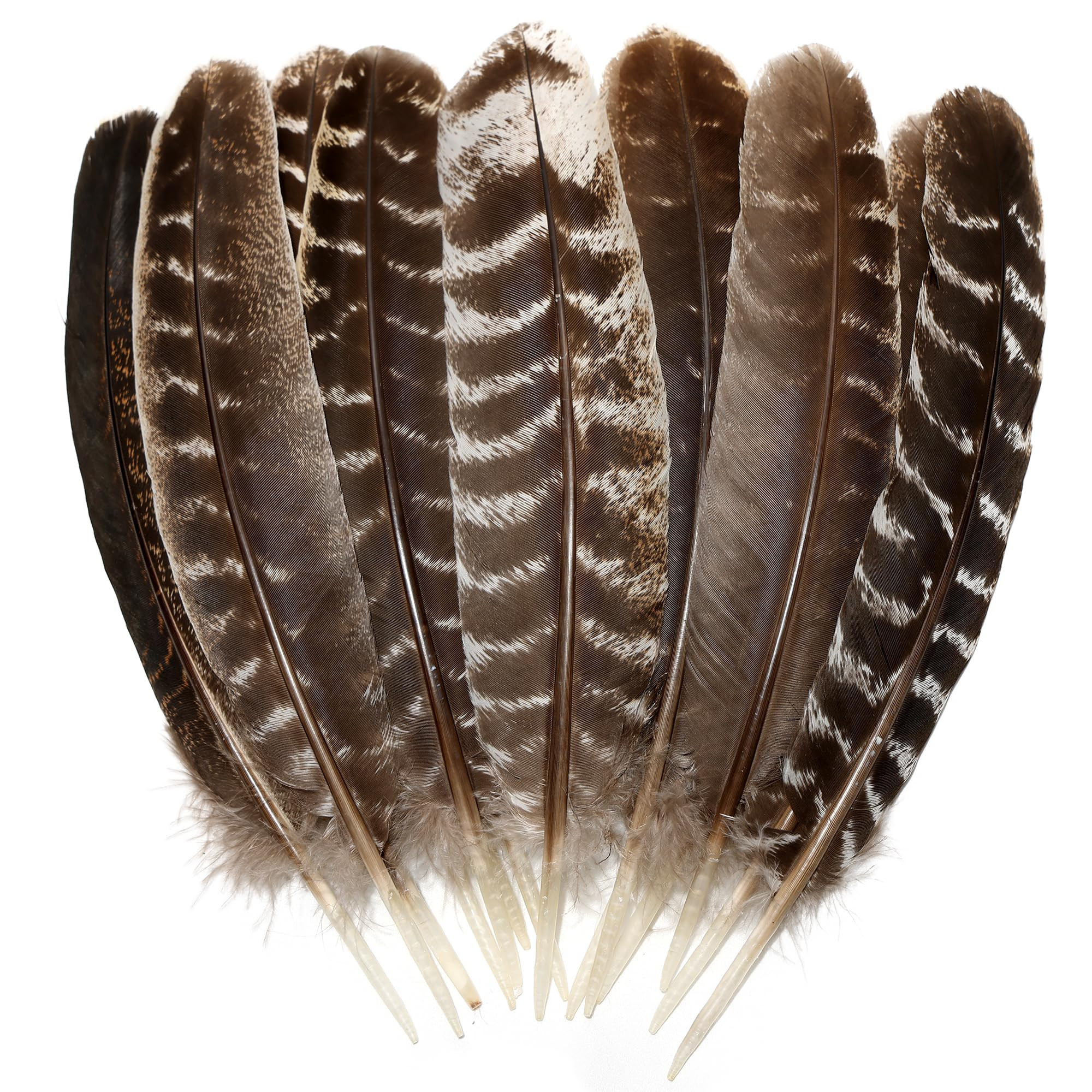 Natural Wild Turkey Feathers Wing 8-10inch (20-25cm) for Crafts DIY Home Wedding Party Halloween ... | Amazon (US)