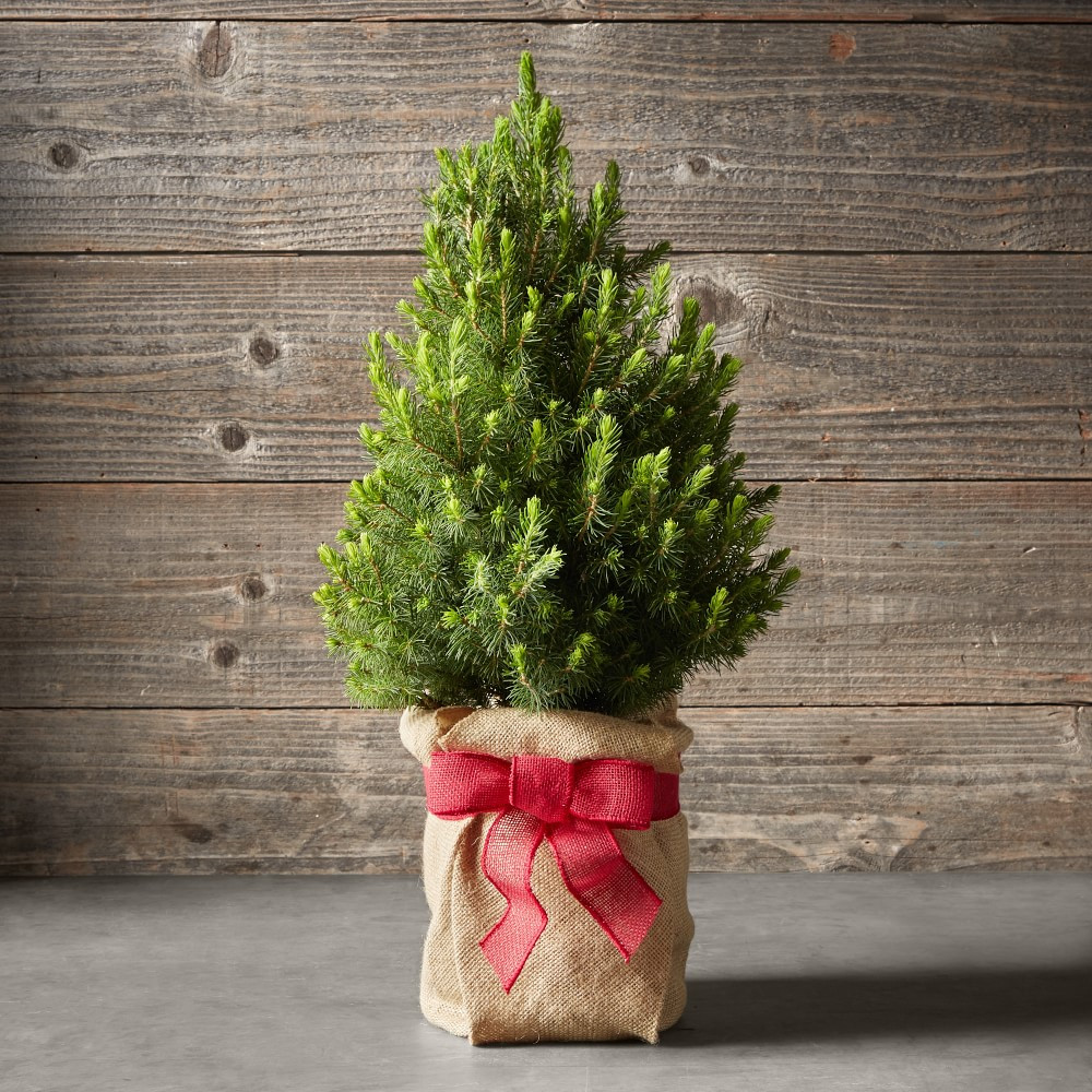 Mini Tabletop Live Tree with Burlap Wrap | Williams-Sonoma