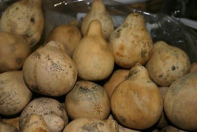 GOURDS 25 PEAR SHAPED GOURDS   (  DRIED, CLEAN, & CRAFT READY) | eBay US