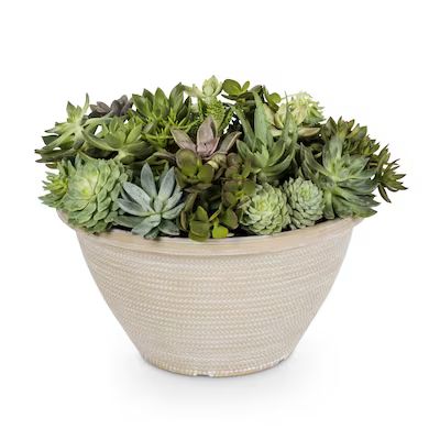 Succulent Mixed in 2-Gallon (s) Planter | Lowe's