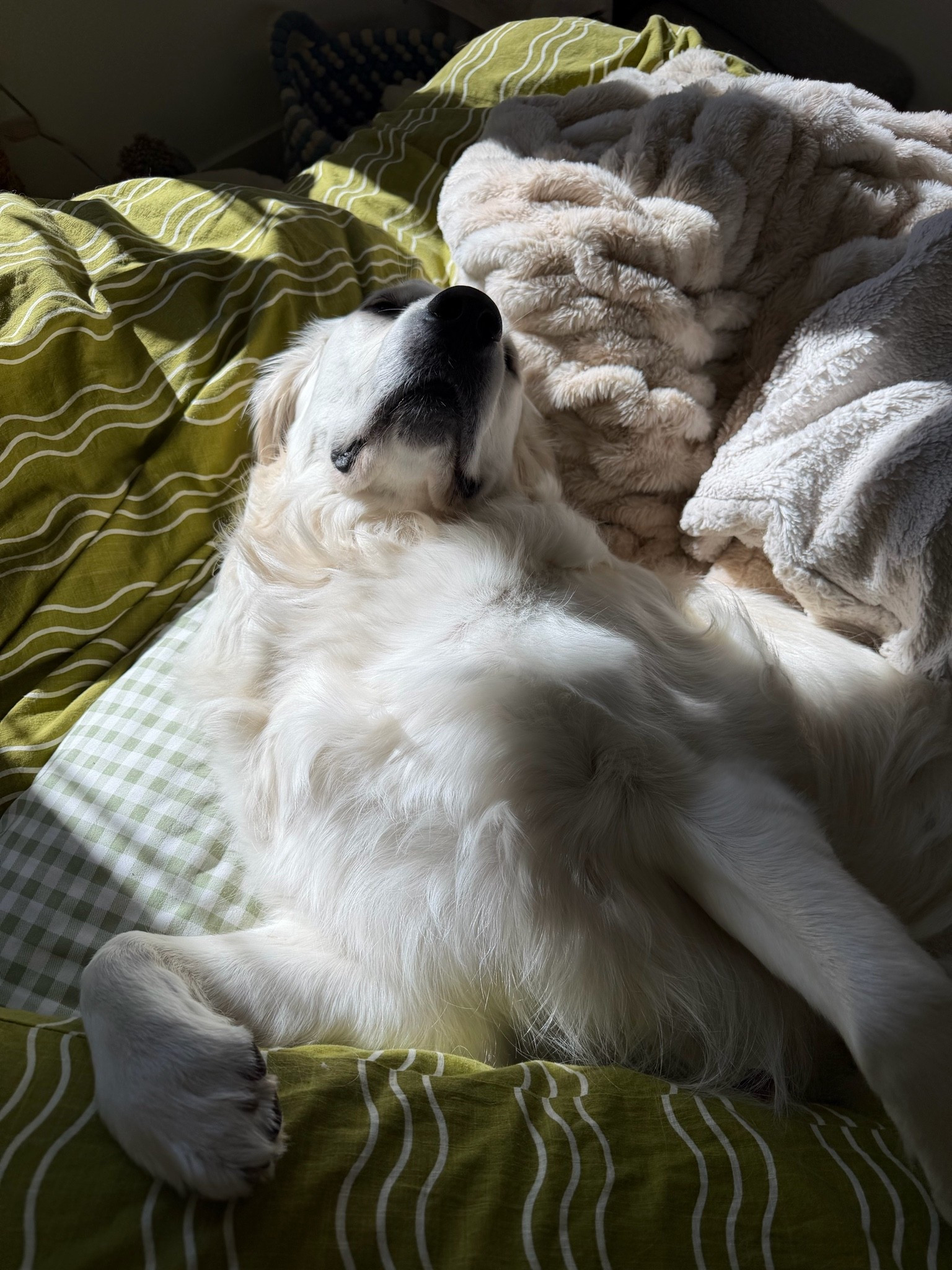 🐕 blow dyer recommendedations