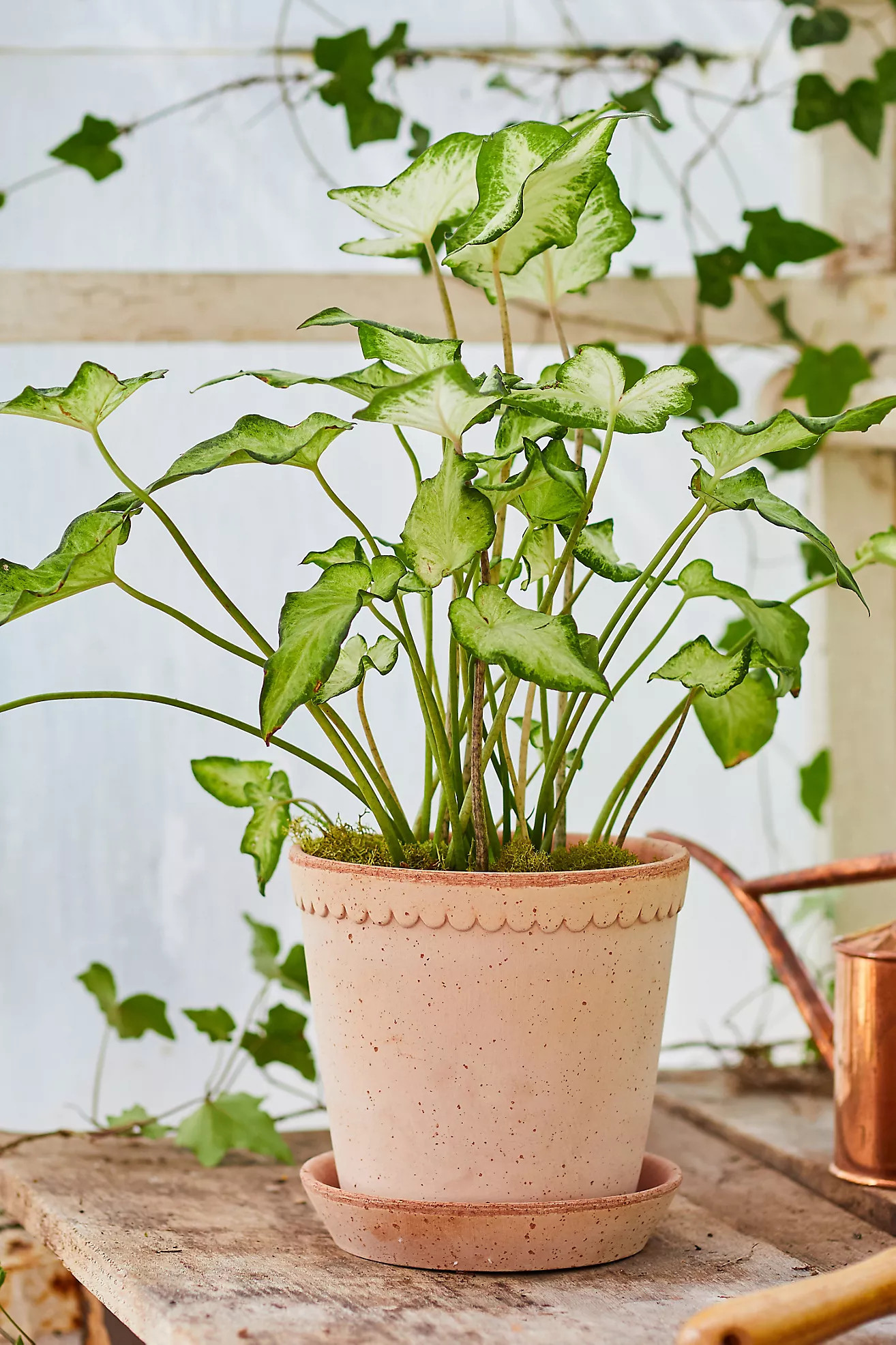 Bergs Helena Terracotta Pot + Saucer Set | Terrain