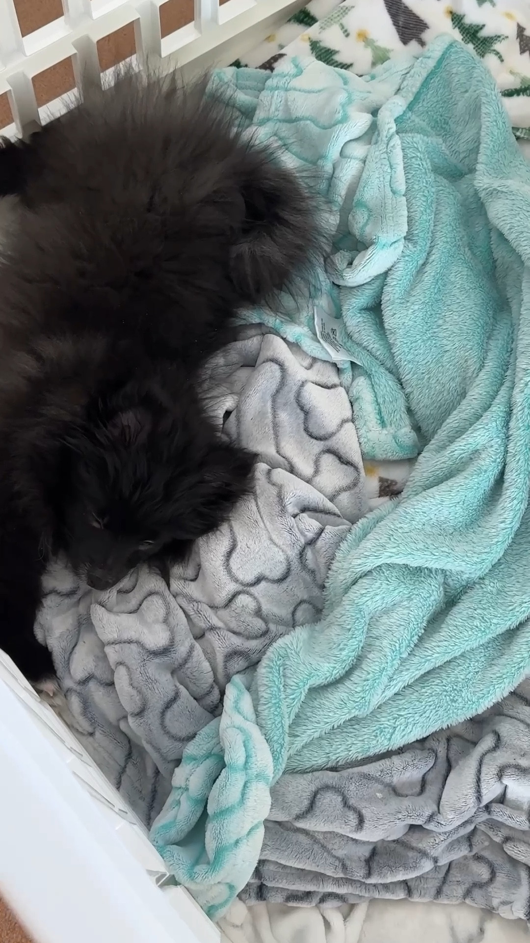 Elvis’s faves blankets from Amazon so soft 


#LTKPets