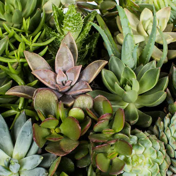 Lowe's Succulents House plant in 6.4 Ounce(s) Pot 1 -Pack | Lowe's