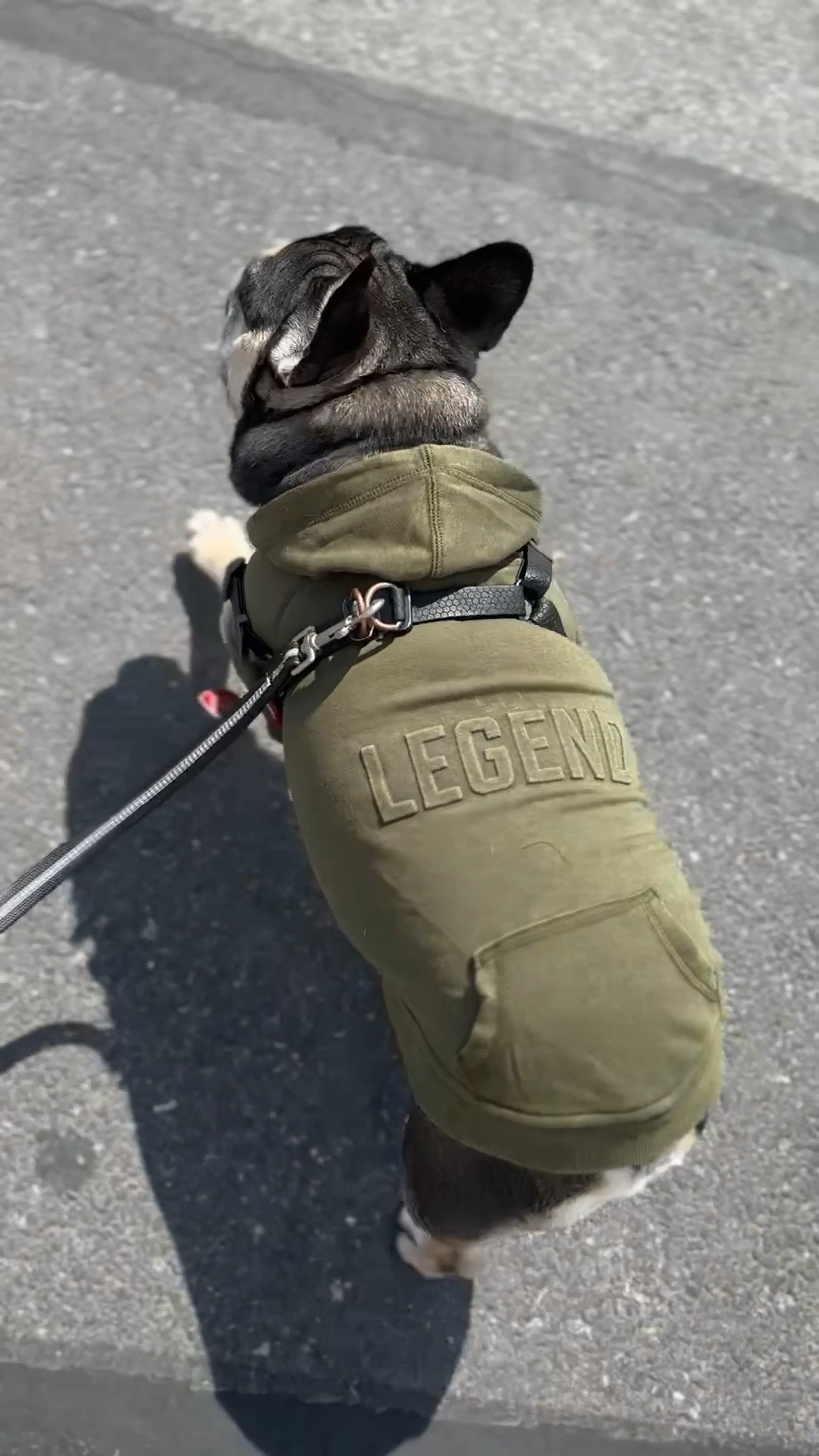Deuce said don’t talk to him unless it’s about his outfit 😭🐾

Just picked this up from Petco after his grooming appointment and I’m obsessed. It’s a lightweight dog hoodie, perfect for this in-between weather, and the “legend” detail?! Yeah… it fits him 😌

✨ Perfect for spring walks + post-grooming looks
✨ Lightweight + comfy (not too heavy for warmer days)
✨ Cute but still practical for everyday wear
✨ Frenchie-approved 🐶💚

If you have a pup that lives in hoodies like mine, this one is too cute to pass up.

#DogMom #FrenchBulldog #DogOutfits #PetcoFinds #DogStyle #CuteDogs #DogClothes #FrenchieLife #LTKPets #PetStyle #DogOOTD
