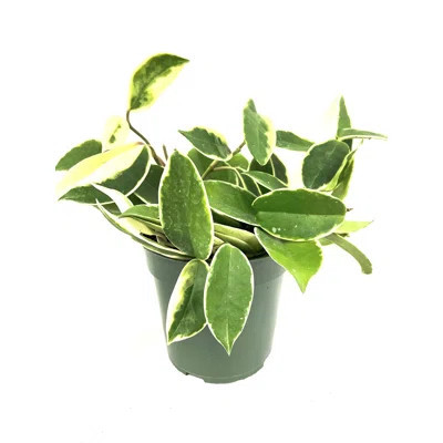 Hoya Krimson Princess - Live Plant in a 4 Inch Pot - Hoya Carnosa 'Krimson Princess' - Indoor Houseplants Straight from The Nursery | Wayfair North America