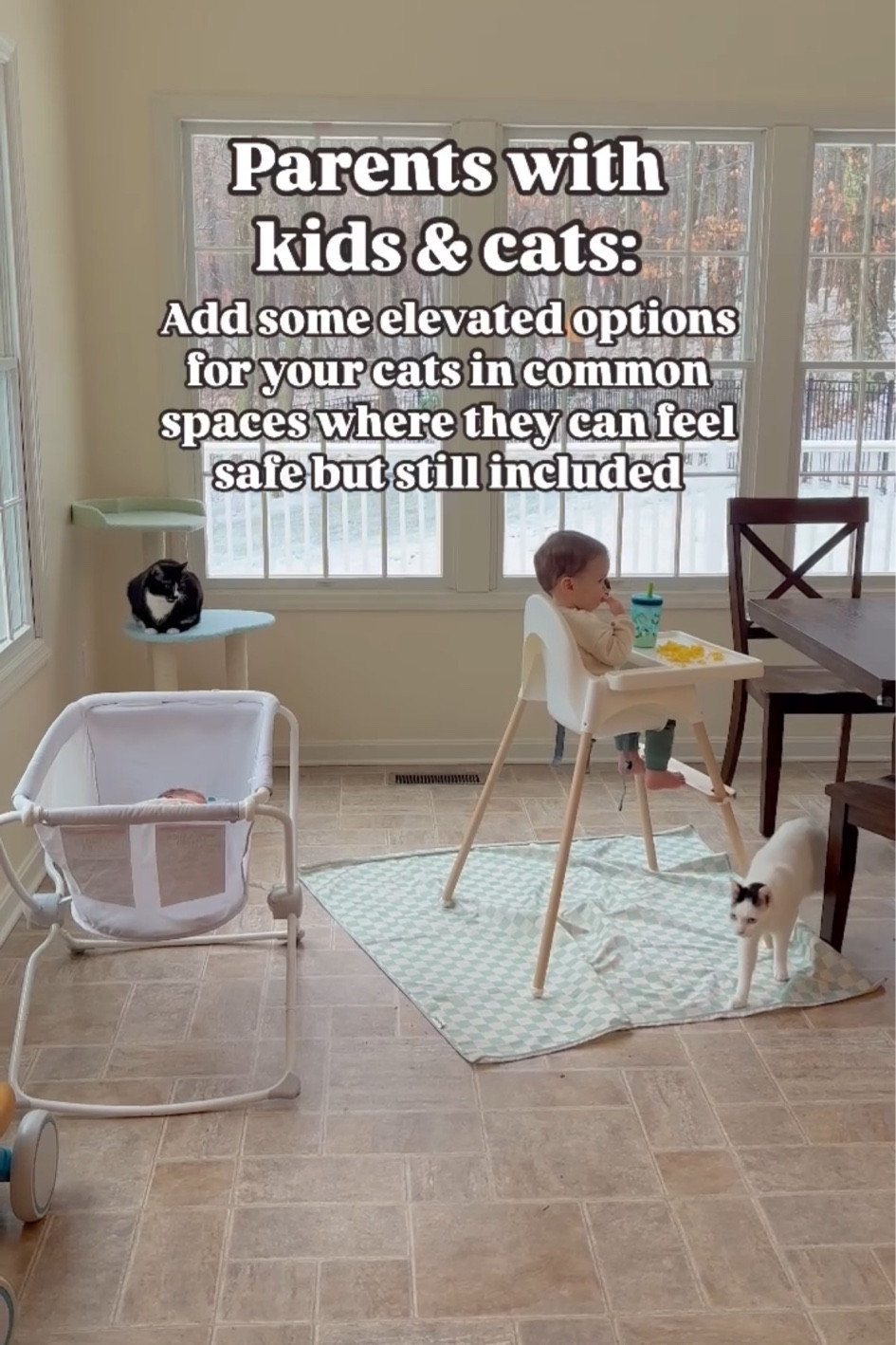 Favorite cat elevation options! 🐾 