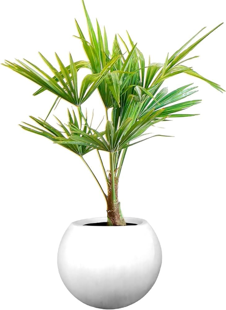 Elly Décor 16-inch Round Fiberstone Planter, Sphere Smooth Design, Lightweight, Durable Garden P... | Amazon (CA)