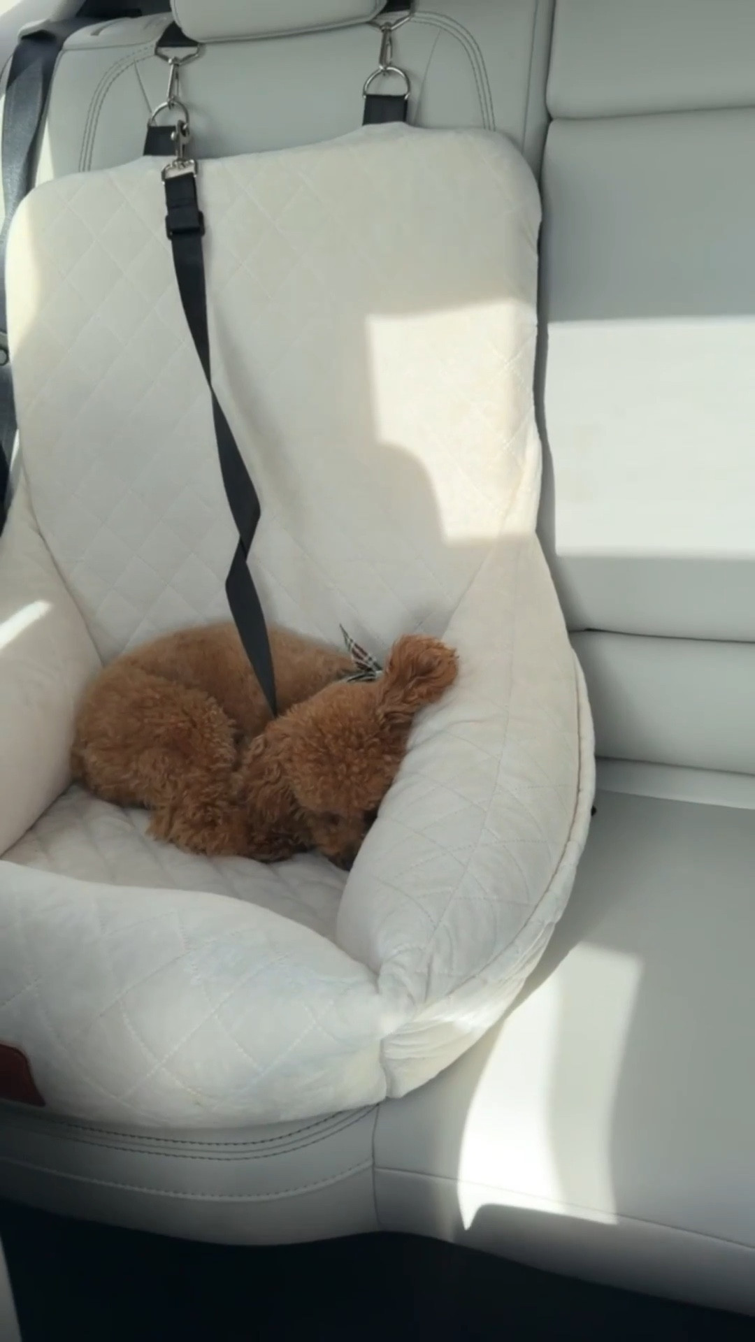 Y’all know Ace loves his car seat from Amazon! It’s so cozy and comfortable 



Car seat, car essentials, dog car seat, dog essentials, Amazon finds, Emmy Petit 