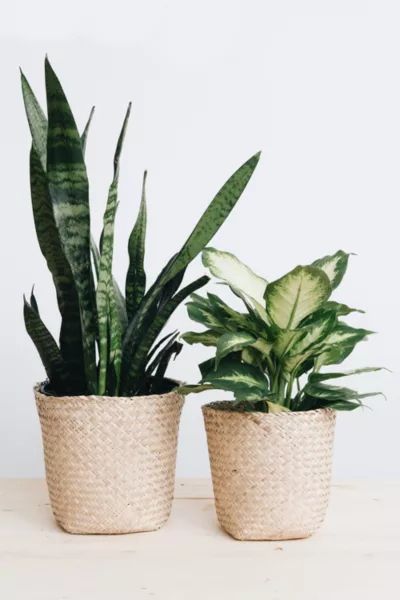 Connected Goods Basket Planter | Urban Outfitters (US and RoW)