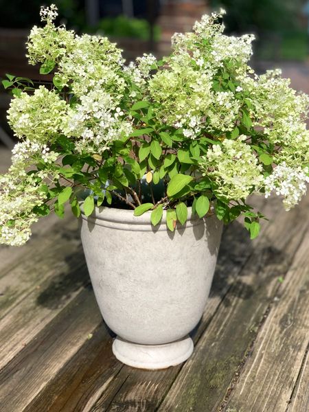 If you need a beautiful planter that doesn't break the bank or take a crane to lift, this one fits the bill!

This lightweight planter has a distressed gray finish, and a beautiful shape. 
Here I've planted it with Proven Winner Bobo hydrangeas. 

#LTKunder50 #LTKhome