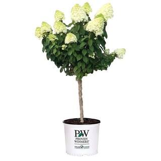 5 Gal. Limelight Hydrangea Shrub Tree Form with Green to Pink Flowers 16705 | The Home Depot