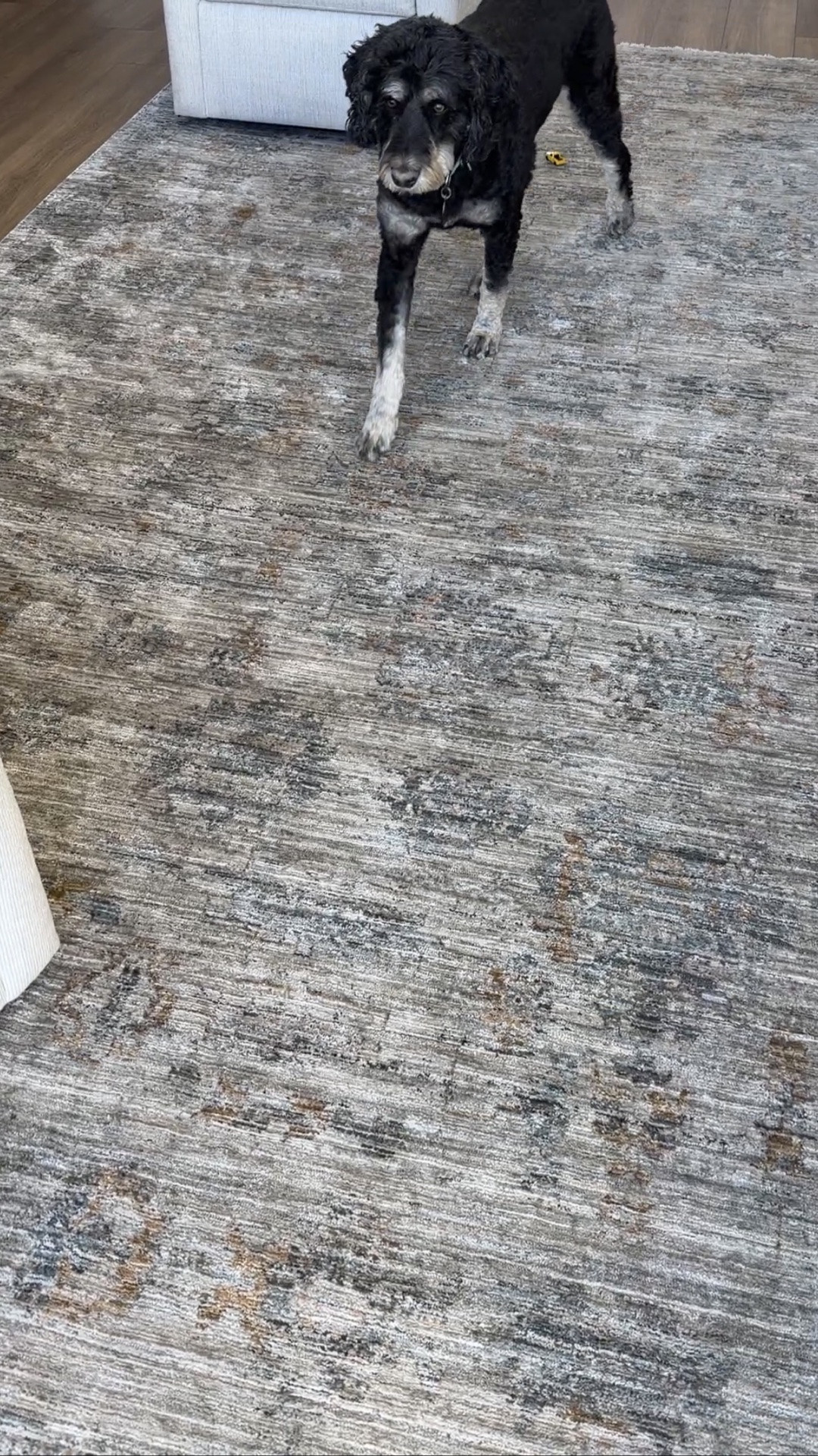 #ad shop the rugs in my house! This new 11x15 is stunning and neutral without being beige.  @wayfair #wayfairpartner #wayfair