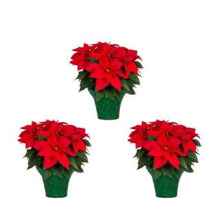2 Qt. Poinsettia Red with Green Foil (3-Pack) | The Home Depot