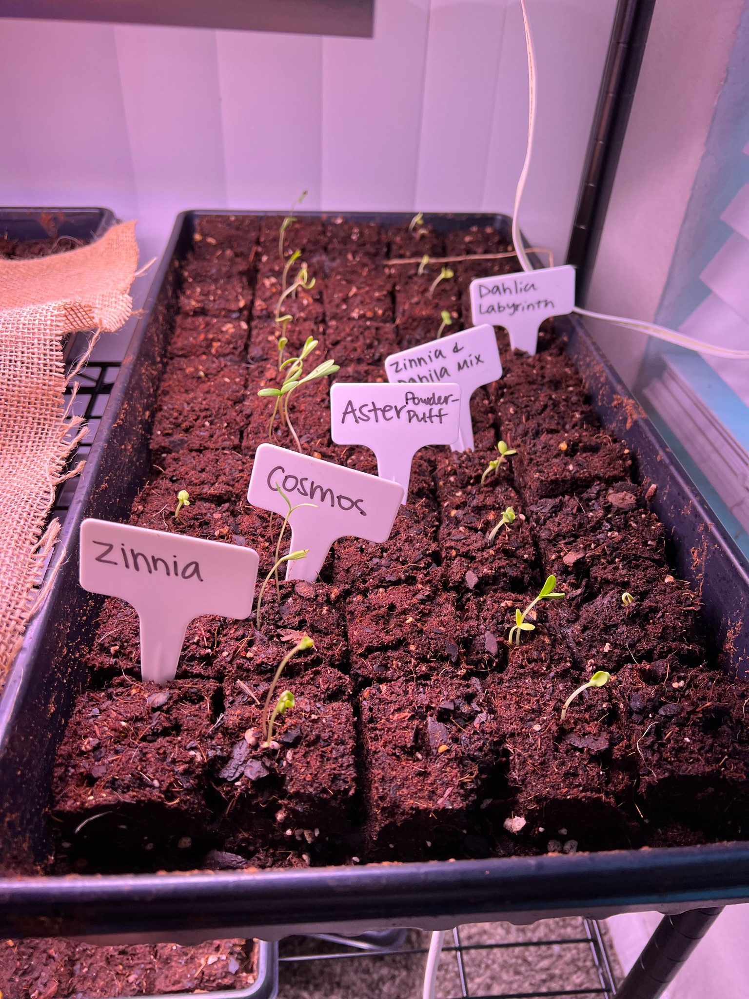 GROW LIGHTS ARE A MUST!! #gardener #flowergardener 🤍🧑‍🌾🫶

#LTKhome #LTKSeasonal #LTKSpringSale