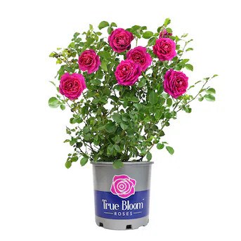 Altman Plants Pink True Bloom True Serenity 8 -Quart 1 -Pack in Pot | Lowe's
