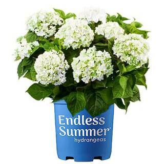 2 Gal. Blushing Bride Hydrangea Plant with Big Round Clusters of Pure White, Semi-Double Flowers | The Home Depot