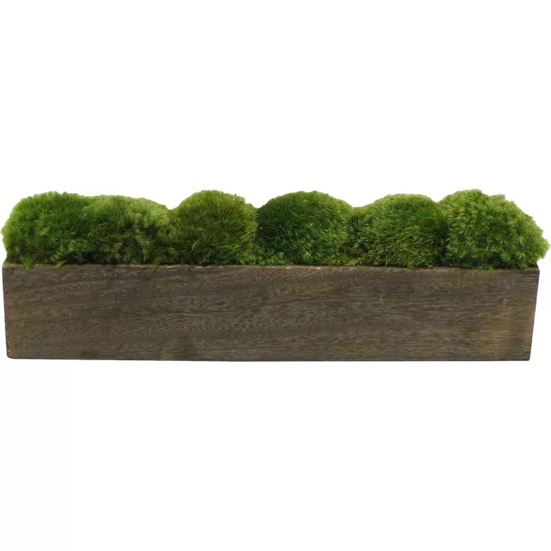 Preserved Moss Plant in Planter | Wayfair North America