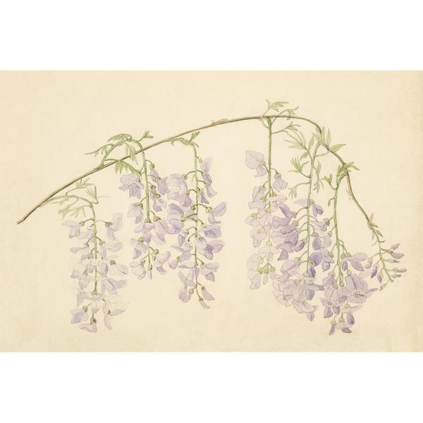 WISTERIA | Juniper Print Shop