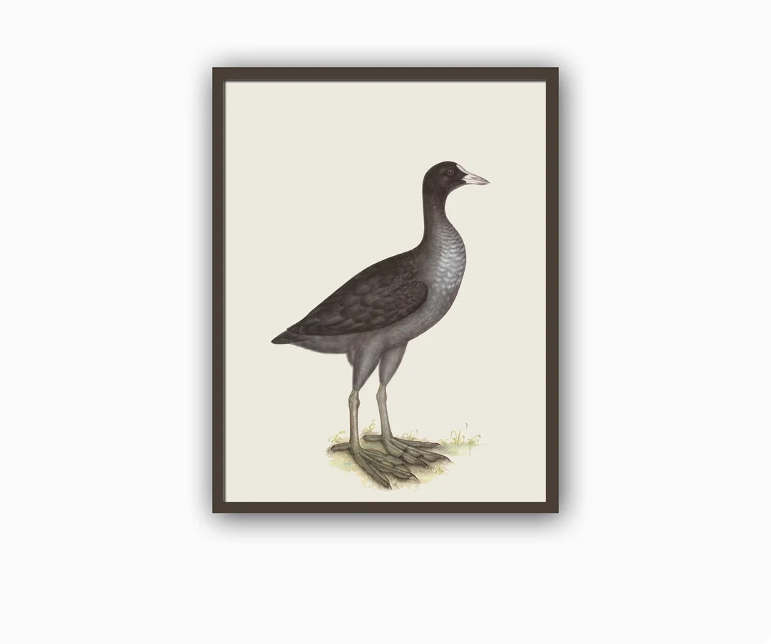 Eurasian Coot Bird Print Large Wall Art Decor Wild Bird Vintage Collection Bird Illustration | Etsy (US)