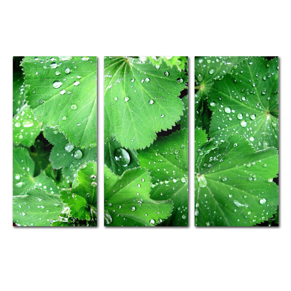 36.5""x48"" Kathie McCurdy 'Water Droplets' Canvas Wall Art - Trademark Fine Art | Target