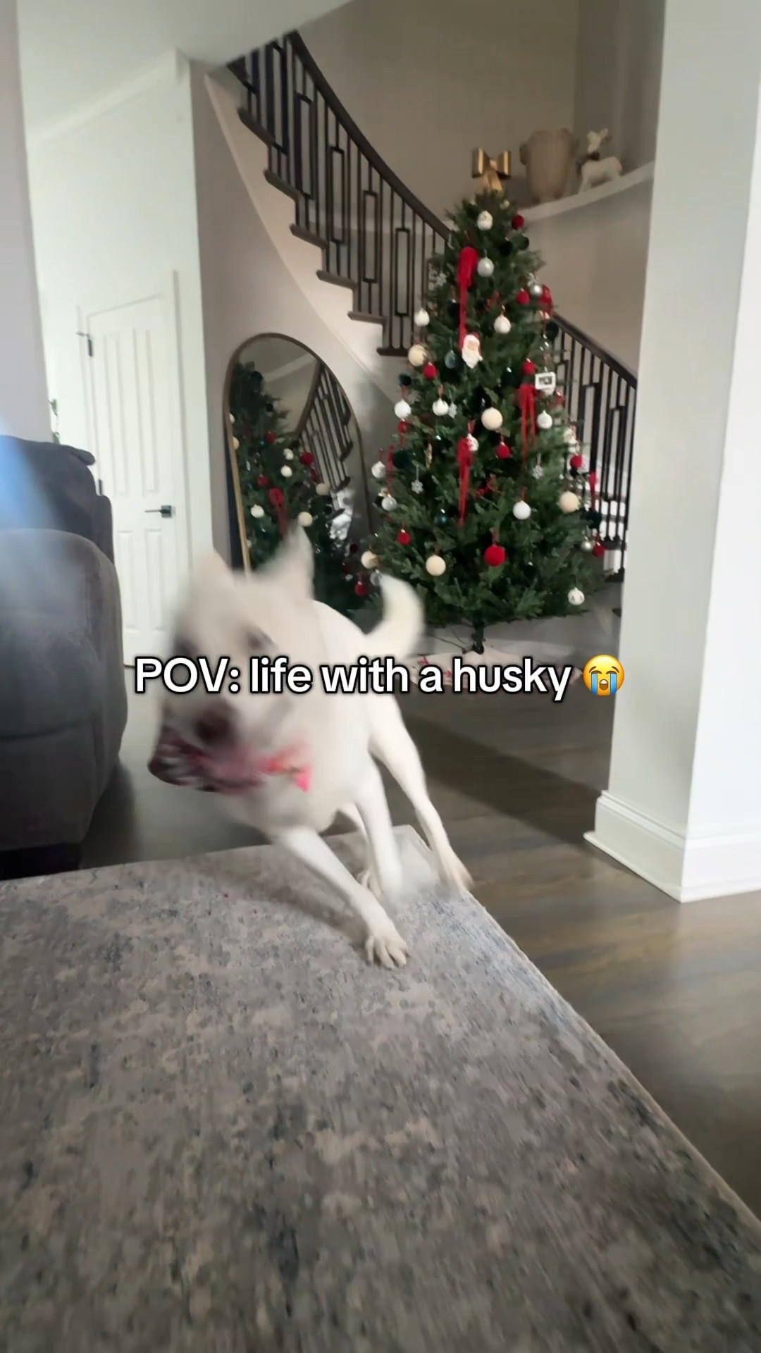 Once a husky gets the zoomies, there’s no stopping it. 😂😂 #siberianhusky #zoomies #huskylife #funny #huskiesoftiktok 

#LTKHome #LTKdayinmylife #LTKHoliday