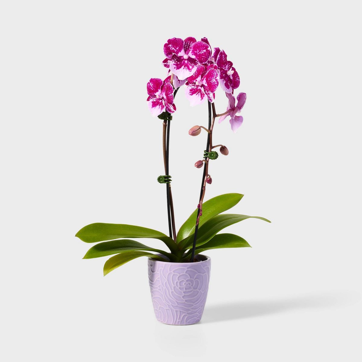 Live 3" Pink Purple Waterfall Orchid Houseplant - Spritz™ | Target
