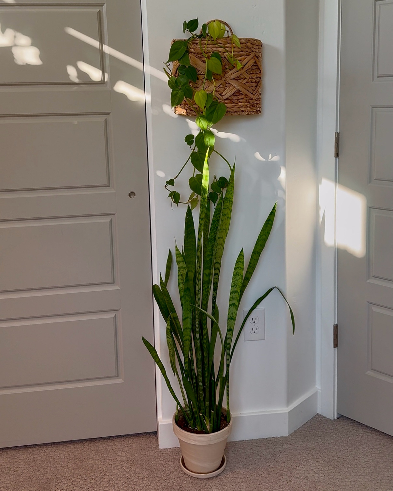 Plant basket 

#LTKHome #LTKU