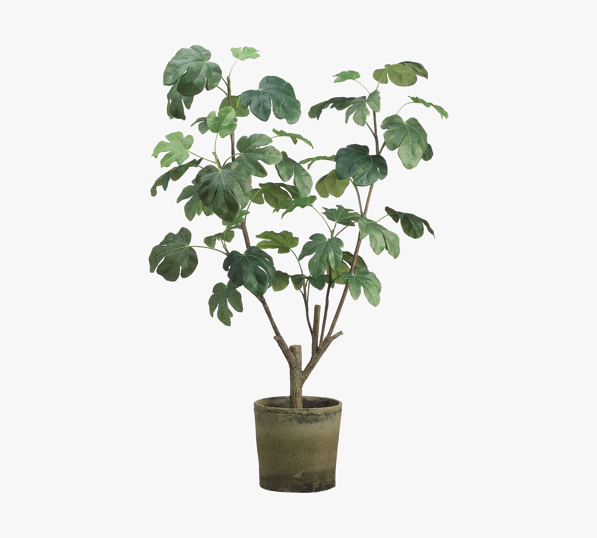 Faux Potted Fig Plant In Clay Pot | Pottery Barn (US)