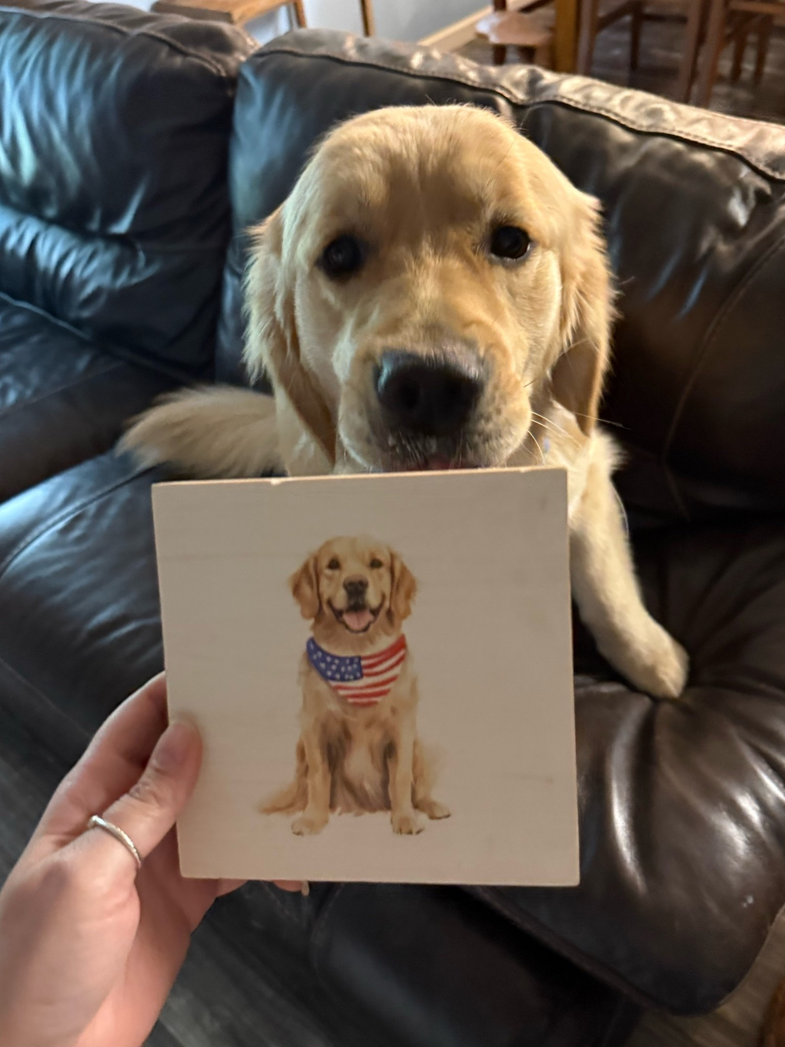 Cooper approves of my new decor piece🇺🇸🥰🐾


Golden retriever / golden retriever finds / Homegoods find / Homegoods haul / seasonal decor / patriotic dog / patriotic home find / home decor / dog home decor / dog mom / dog obsessed / golden mama

#LTKdayinmylife #LTKHome #LTKSeasonal