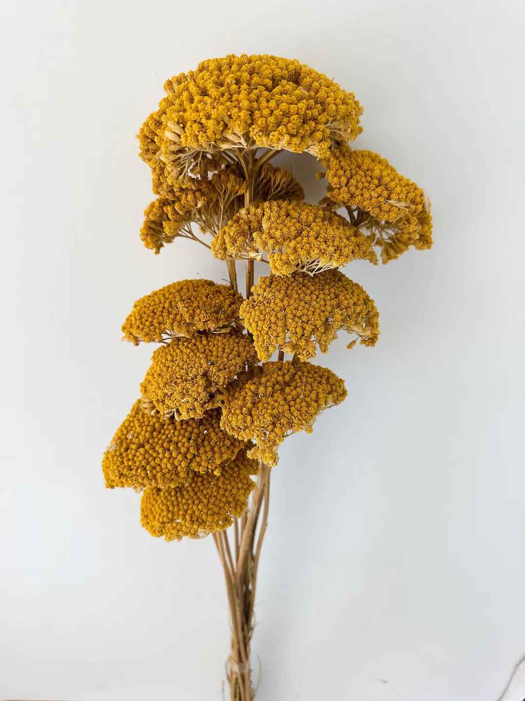 Dried Yellow, Mustard Yarrow/ Dried Flowers/ Dried Grass - Etsy | Etsy (US)