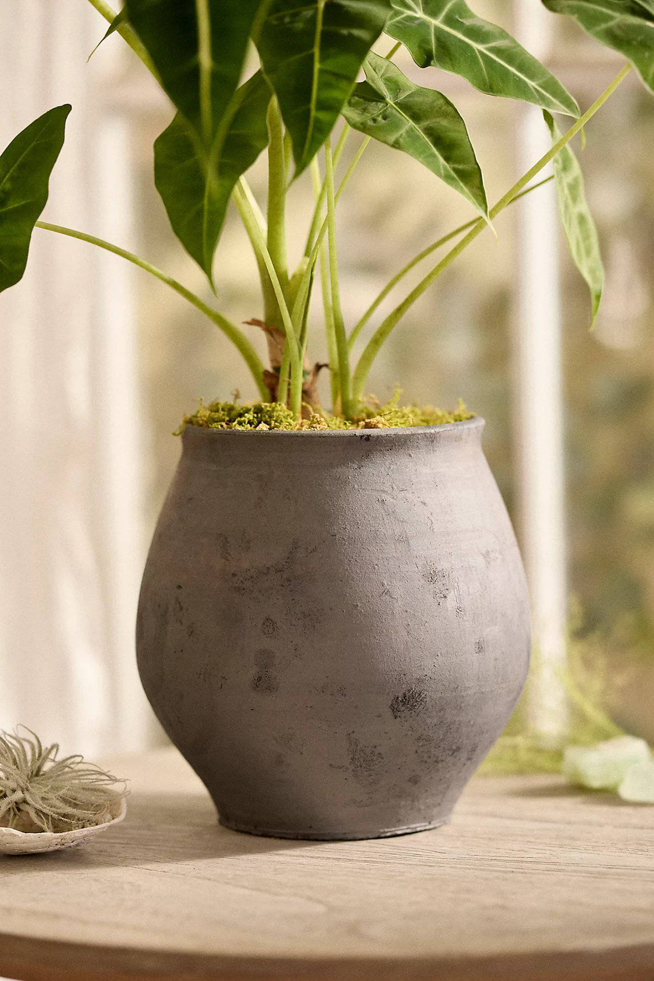 Cooper Rounded Planter | Anthropologie (US)