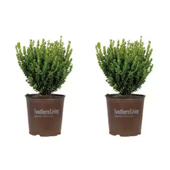 Southern Living Plant Collection Boxwood Foundation/Hedge Shrub in 2-Gallon (s) Pot 2-Pack | Lowe's