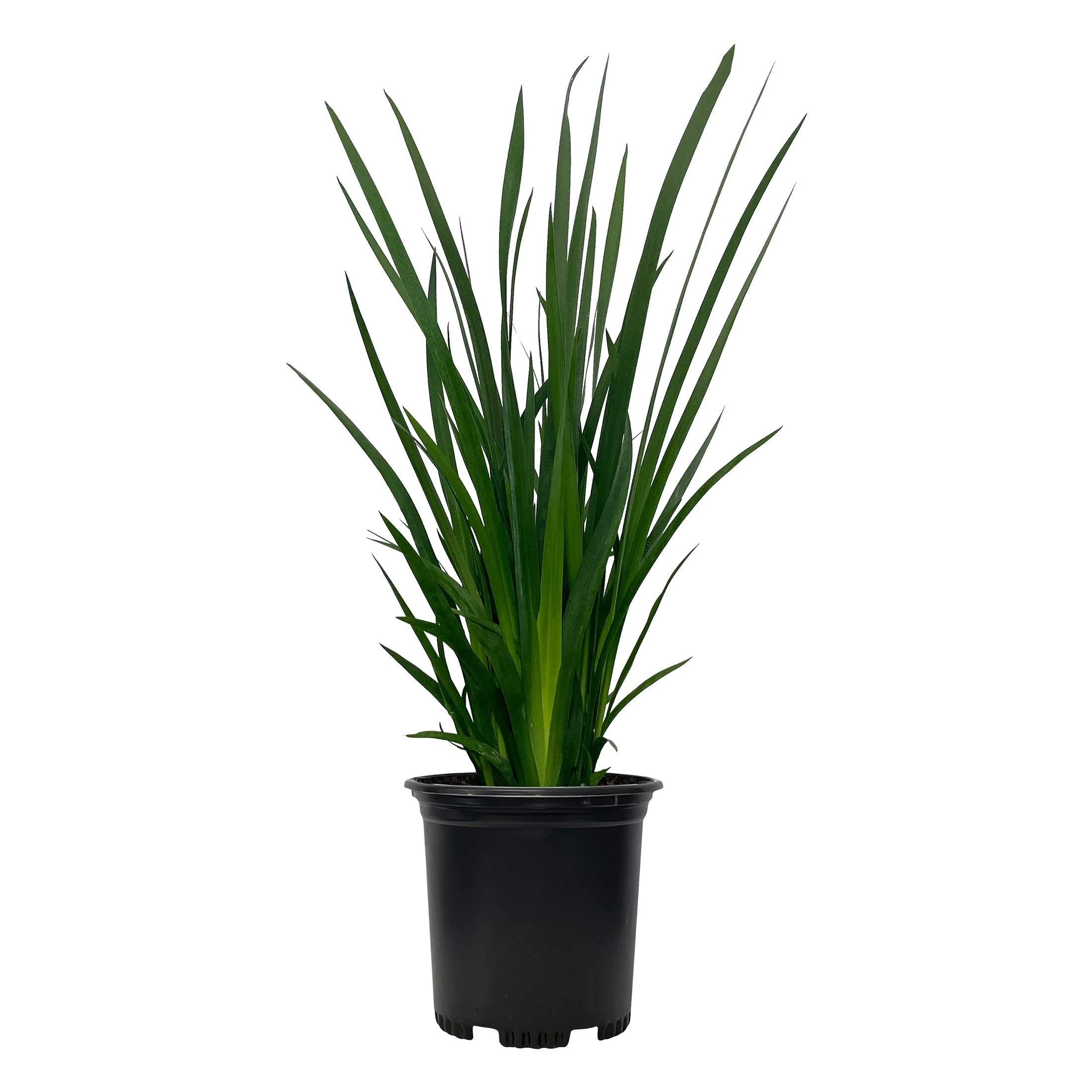 Nature's Way Farms Under The Florida Sun 2.5QT Iris Live Plant | Walmart (US)